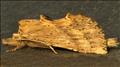 2011 (71.02)<br>Pale Prominent